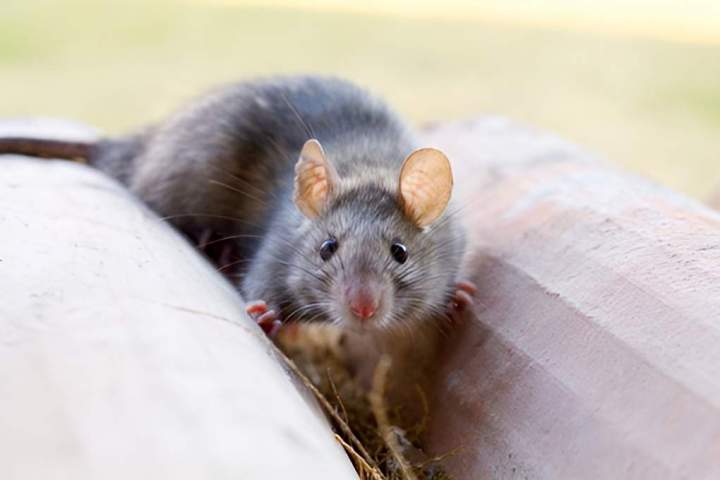 exterminateur de rats et souris Montreal