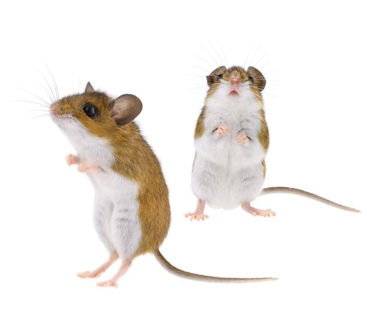 Extermination de rongeur Montreal