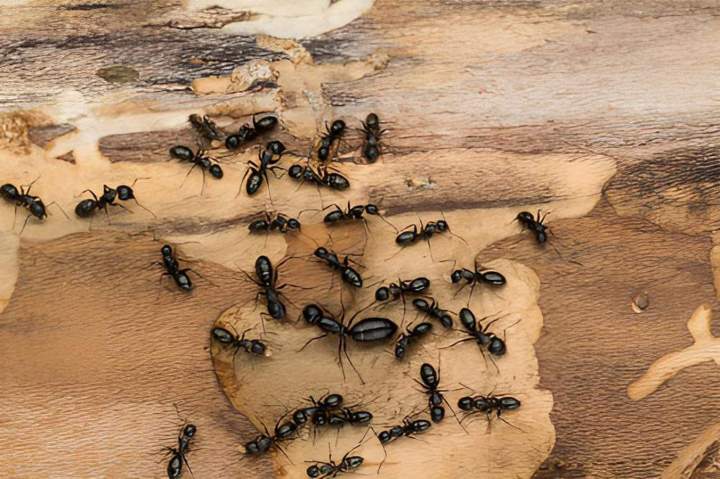 Extermination de fourmis Montreal