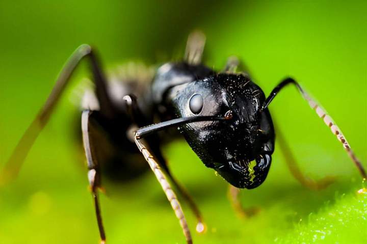 traitement fourmis charpentières Montreal