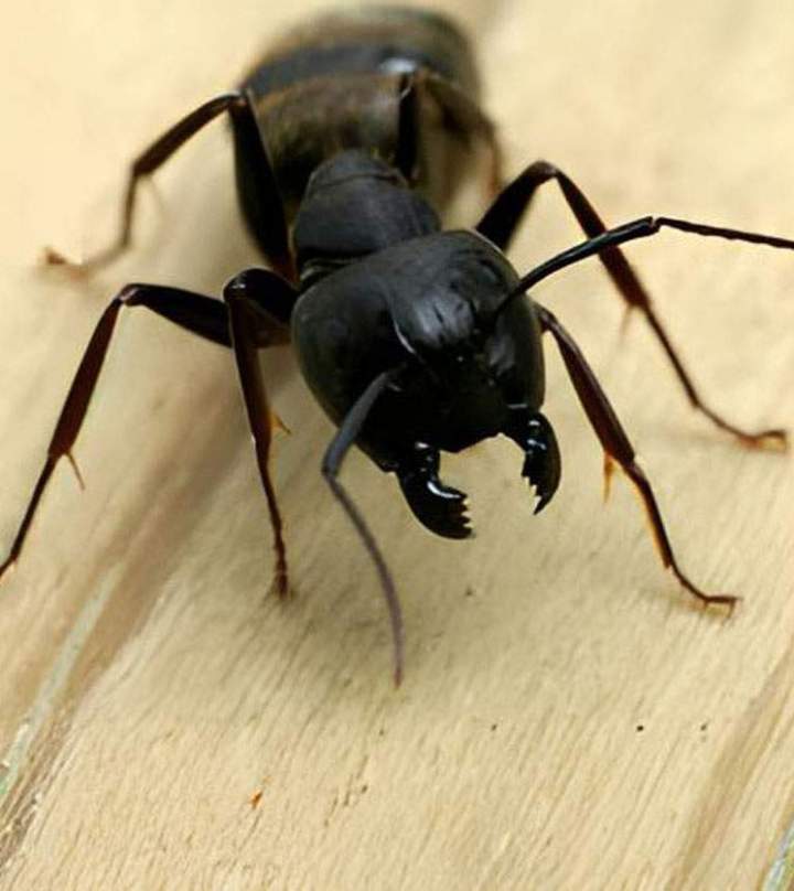 Élimination de fourmis Montréal