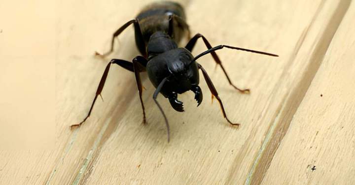 Extermination de fourmis Montreal