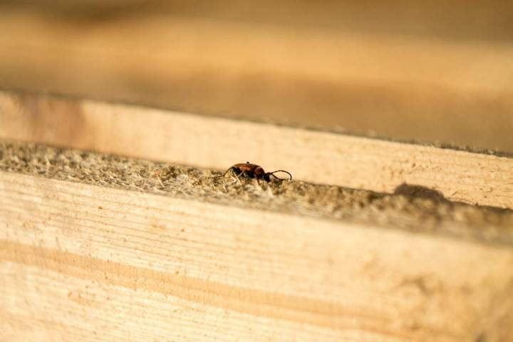 Wood-boring insect control service