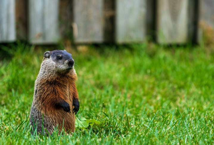 Groundhog Intervention Montreal