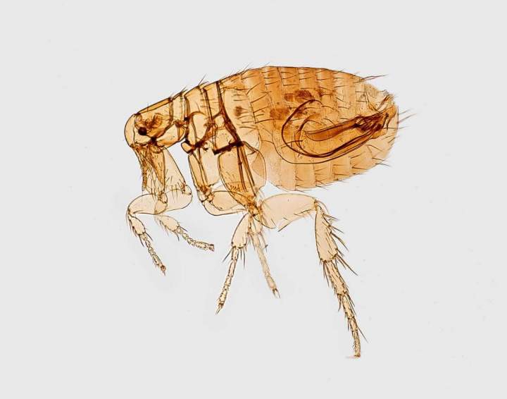 Bed bug extermination Montreal