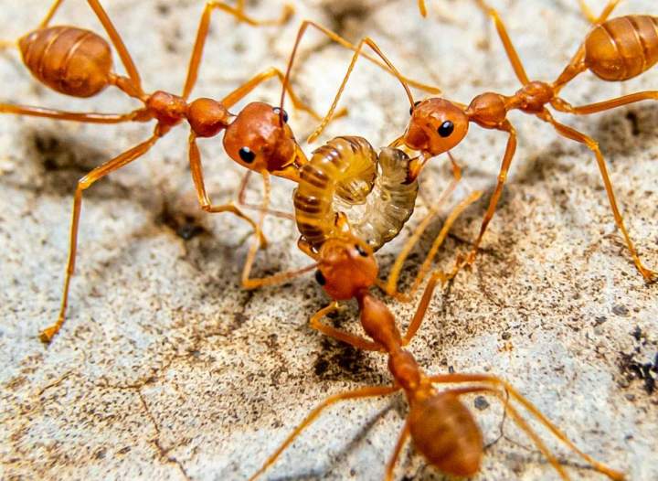 Ant extermination Montreal