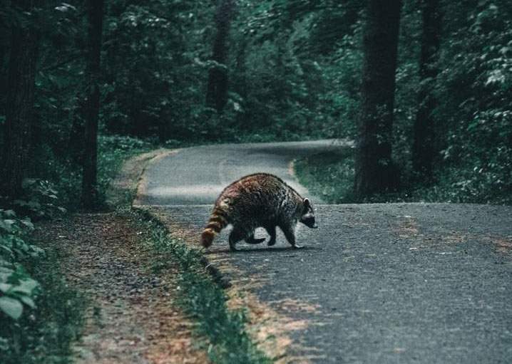 Contrôle des ratons laveurs Montréal