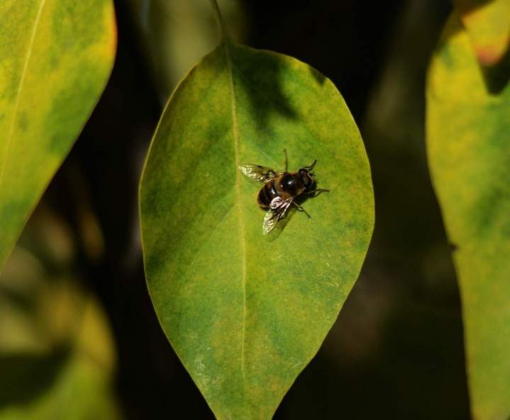 Fly extermination Montréal