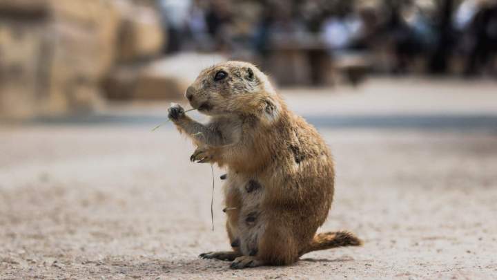 Groundhog Capture and Relocation Montreal