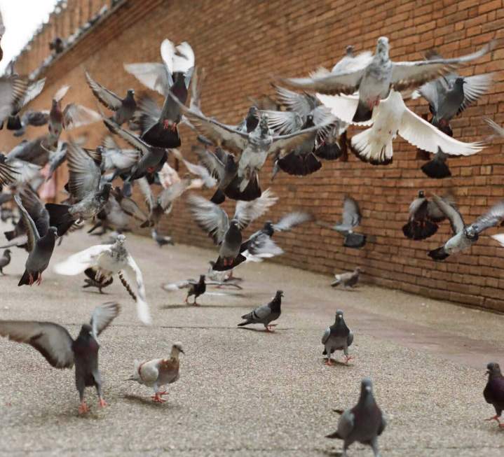 Pigeon Intervention Montreal