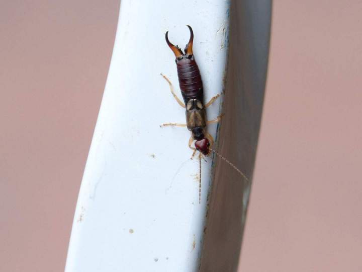 Earwig control service Montréal
