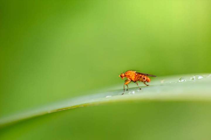 Bed bug extermination Montreal