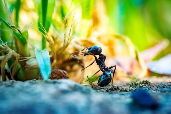 Extermination de fourmis Montreal