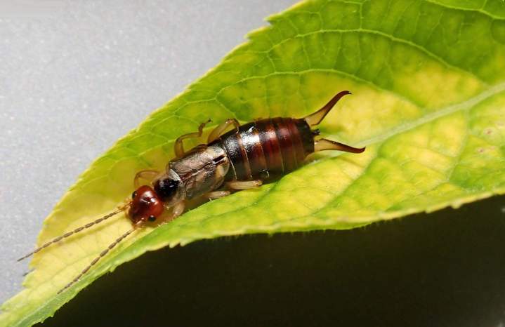 Earwig exterminator Montréal