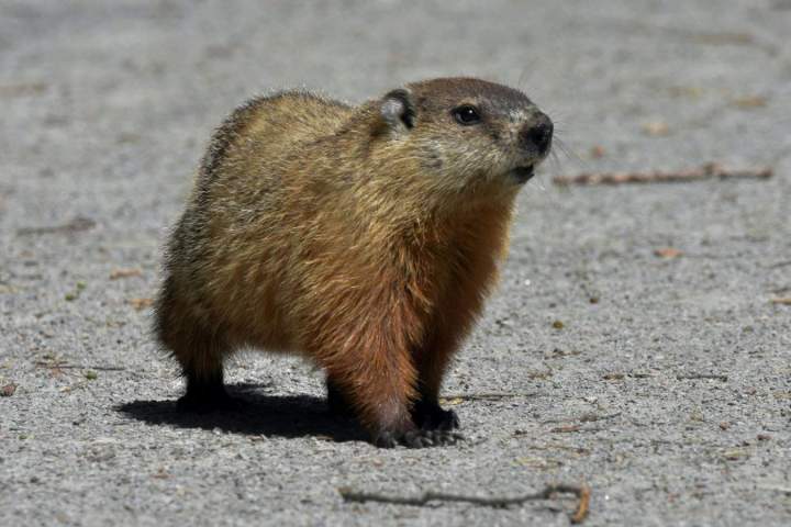 Groundhog Control Montreal