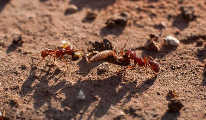 carpenter ant treatment Montreal