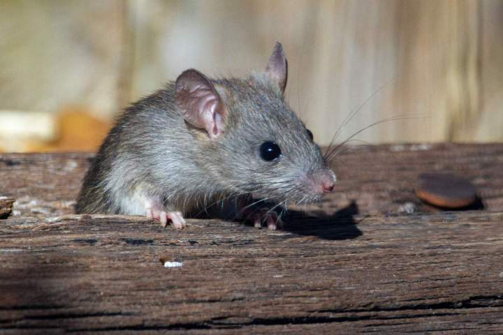 Exterminateur de rats et souris Montreal