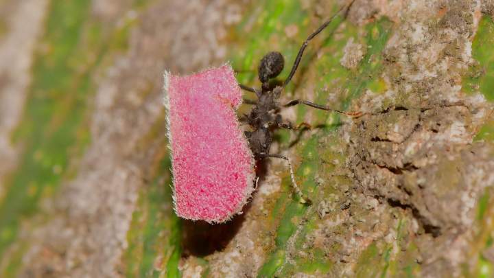 Extermination de fourmis Montreal