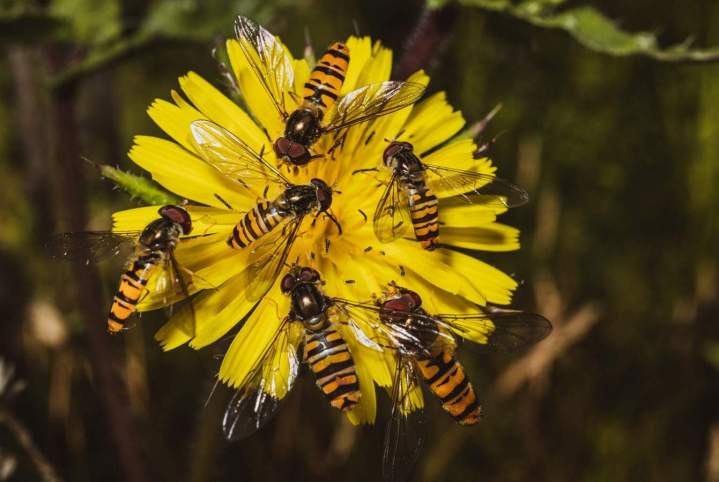 hornet nest removal Montreal