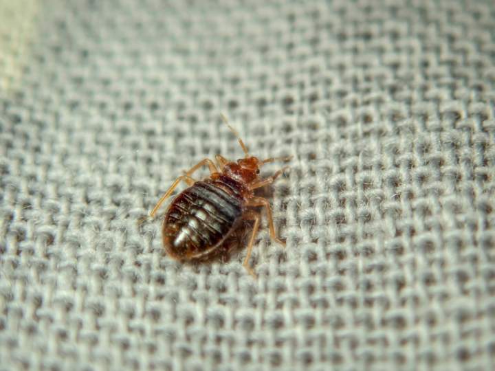 Extermination de punaise de lit, Laval