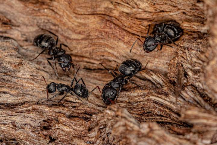 Extermination de fourmis, Sherbrooke