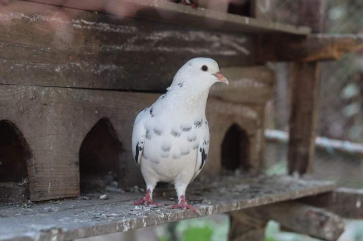 Pigeon Control Montreal
