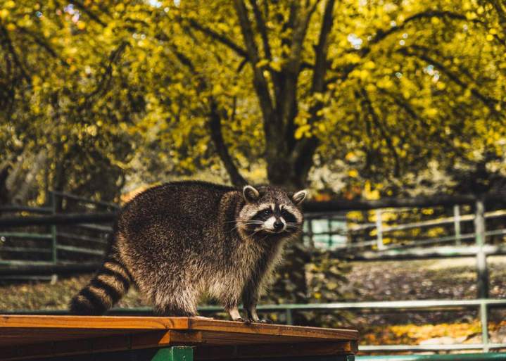 Capture et relocalisation de ratons laveurs Montréal