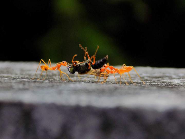 Ant extermination Montreal