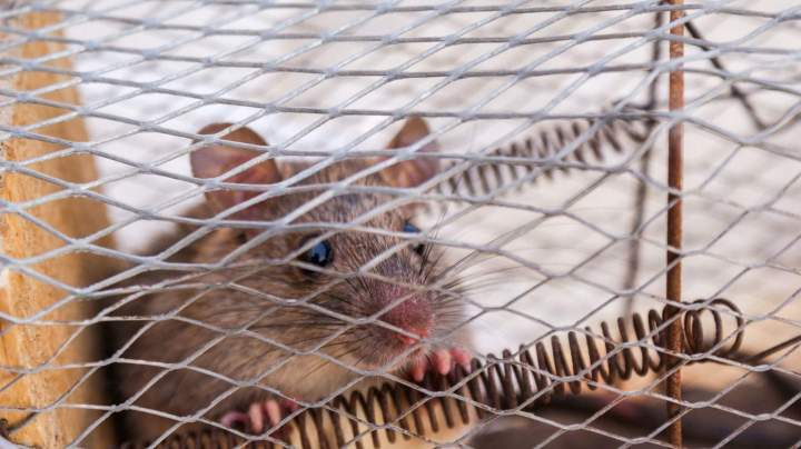 Extermination de rongeur Montreal