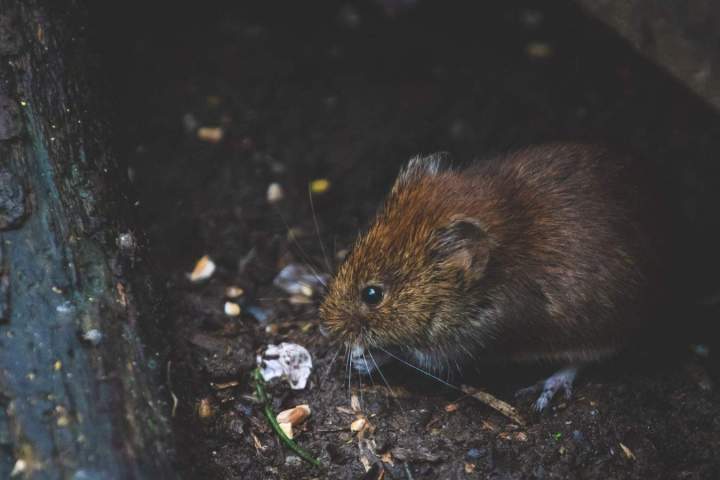 Extermination de rongeur Montreal