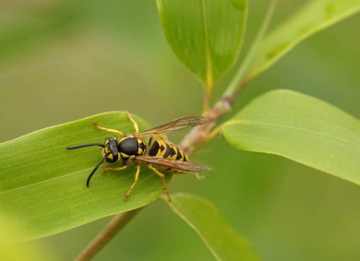 Wasp extermination Montreal