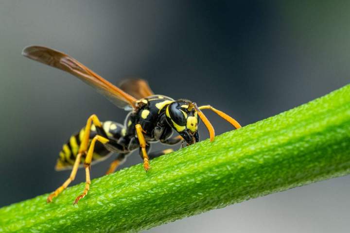 Wasp extermination Montreal