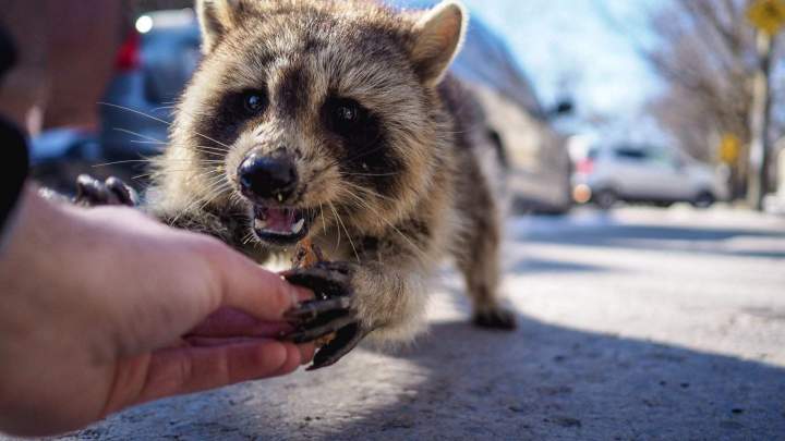 Élimination de ratons laveurs Montréal