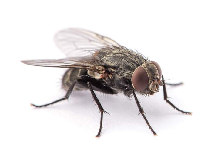 Fly extermination service in Montreal