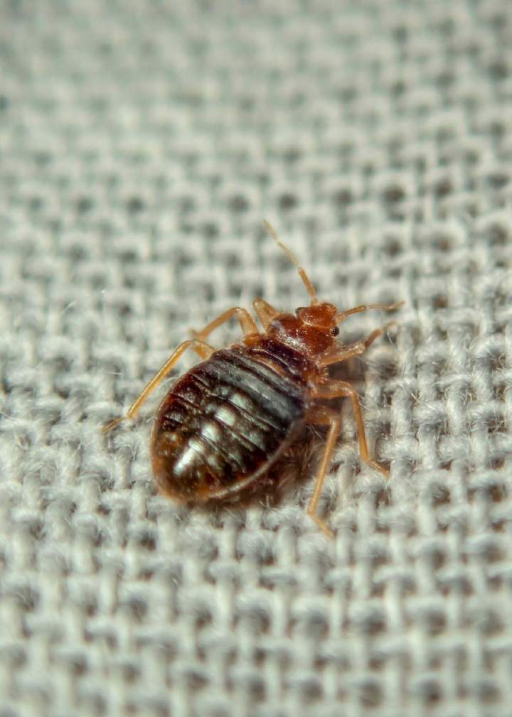 Bed bug elimination Montreal