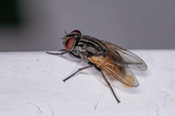 Fly exterminator in Montreal