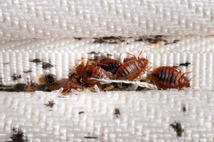 Bed bug extermination Montreal