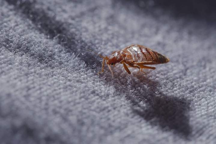 heat treatment bed bug Montreal