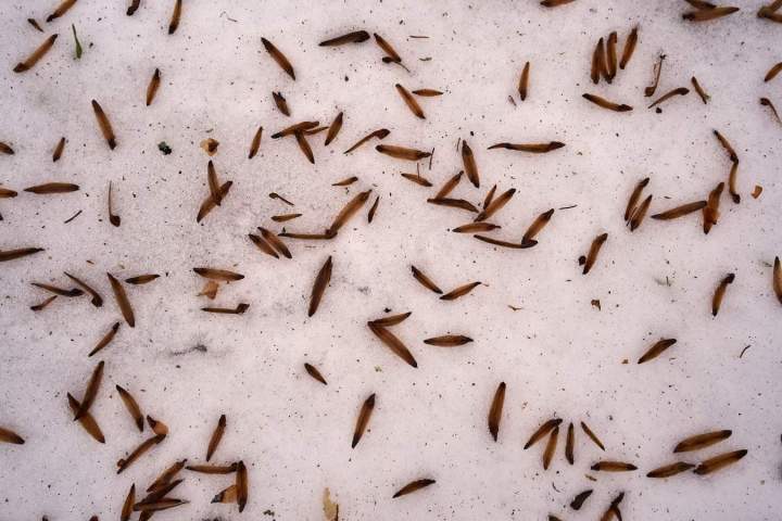 Wood-boring insect extermination